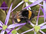 White-tailed Bumblebee (Queen) Sheffield Garden
