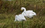 Whooper Swans Welney Wetland Centre Norfolk