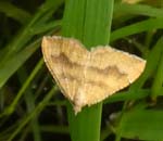 Yellow Shell Moth Wedmore